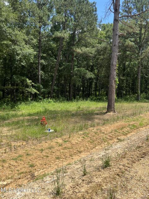 Hunters Cove, Madison, MS 39110 photo 5