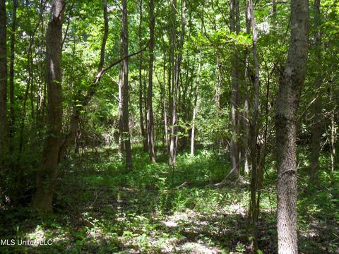 389 Goliath Rd, Coldwater, MS 38618 photo 5