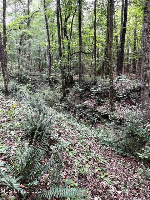 County Road 52, Vaiden, MS 39176 photo 18