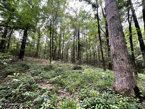 County Road 52, Vaiden, MS 39176 photo 17