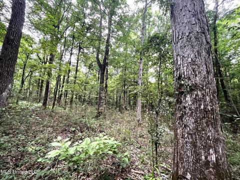 County Road 52, Vaiden, MS 39176 photo 16