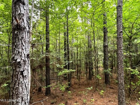 County Road 52, Vaiden, MS 39176 photo 29