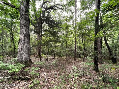 County Road 52, Vaiden, MS 39176 photo 7