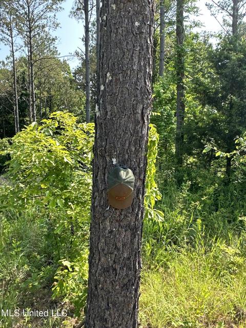 County Rd 323, Taylor, MS 38673 photo 23