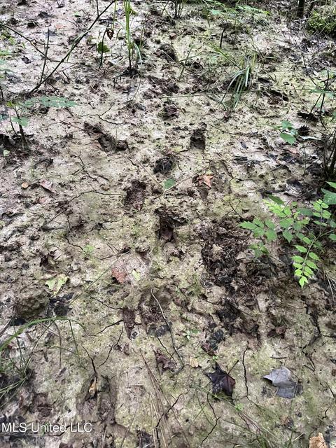 Co Rd 4167, Sallis, MS 39160 photo 2