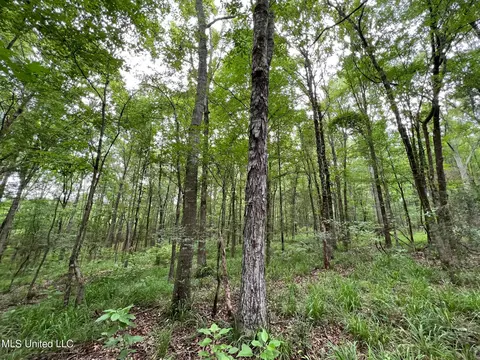 2 Gunter Rd, Walnut Grove, MS 39189 photo 8