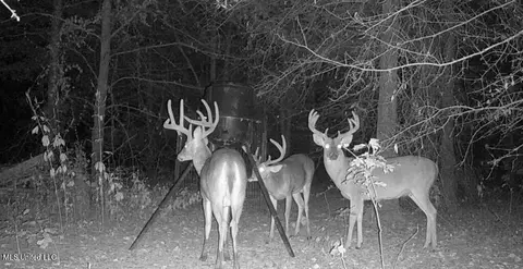Dresback Road, Gunnison, MS 38746 photo 4