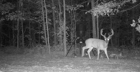 Dresback Road, Gunnison, MS 38746 photo 5