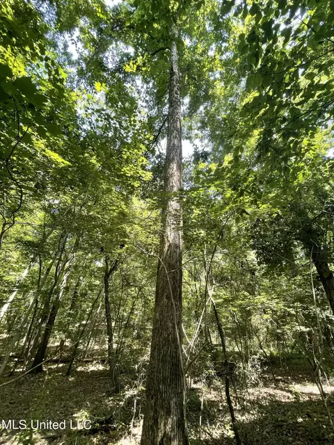 00 Simpson Rd, Camden, MS 39045 photo 16