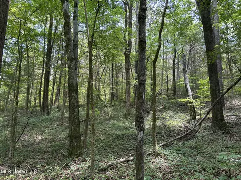 Off County Road 51, Myrtle, MS 38650 photo 22