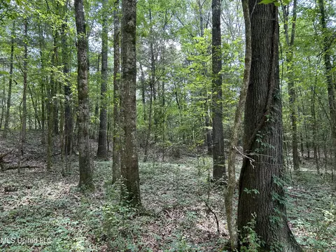 Off County Road 51, Myrtle, MS 38650 photo 21
