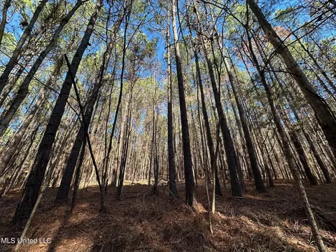1 Levi Cooper Rd, Braxton, MS 39044 photo 15