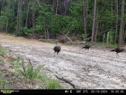 1 Levi Cooper Rd, Braxton, MS 39044 photo 8