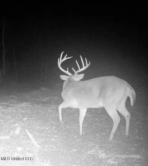 Omega Road, Rolling Fork, MS 39159 photo 43