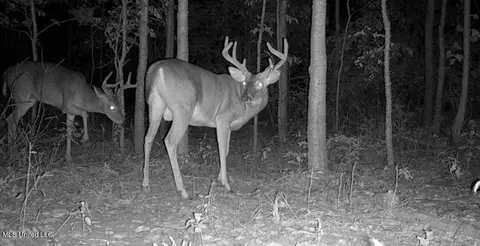 Omega Road, Rolling Fork, MS 39159 photo 51