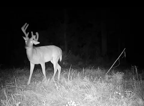 Omega Road, Rolling Fork, MS 39159 photo 41