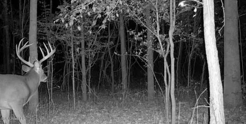 Omega Road, Rolling Fork, MS 39159 photo 49