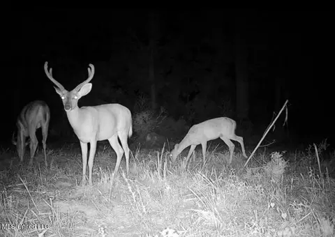 Omega Road, Rolling Fork, MS 39159 photo 40