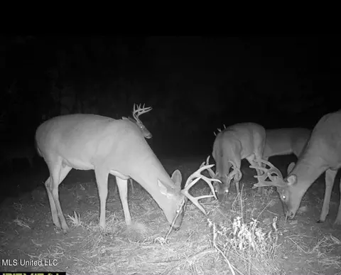 Omega Road, Rolling Fork, MS 39159 photo 47