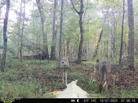 000 Loring Rd, Pickens, MS 39146 photo 25