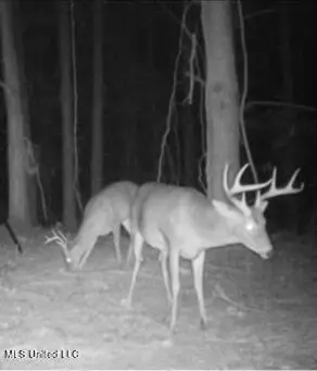 Old Highway 51 Rd, Pickens, MS 39146 photo 10
