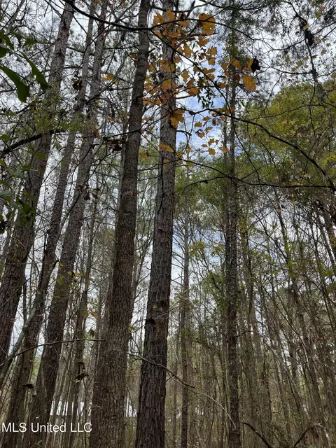 672 Mt Pilgrim Rd, Camden, MS 39045 photo 17