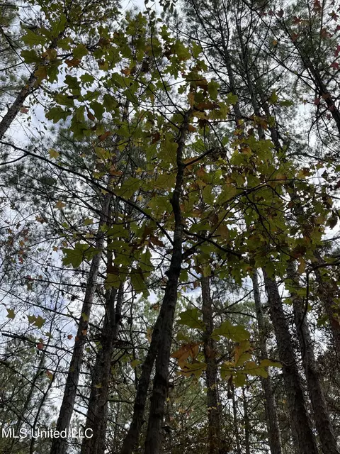 672 Mt Pilgrim Rd, Camden, MS 39045 photo 18