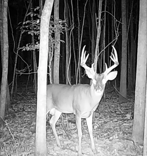 0 Hwy 17 St, Lexington, MS 39095