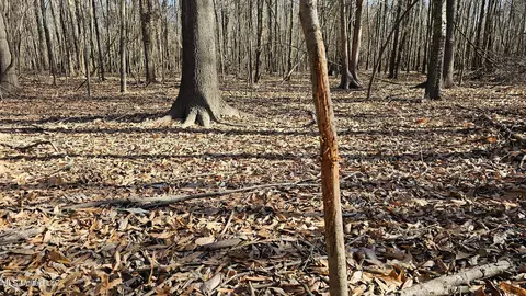 Co 453, Sidon, MS 38954 photo 17