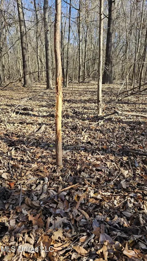 Co 453, Sidon, MS 38954 photo 15