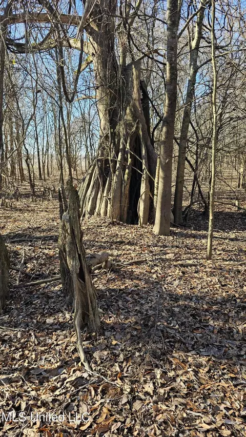 Co 453, Sidon, MS 38954 photo 13