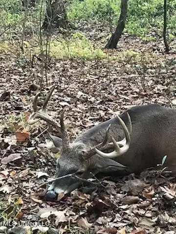 Co 453, Sidon, MS 38954 photo 3