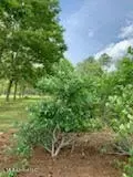 Ty Valley Drive, Saucier, MS 39574 photo 5