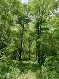 Ty Valley Drive, Saucier, MS 39574 photo 11
