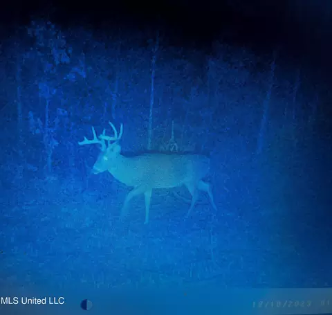 Rome Road, Kosciusko, MS 39090 photo 16