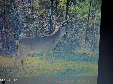 Rome Road, Kosciusko, MS 39090 photo 73