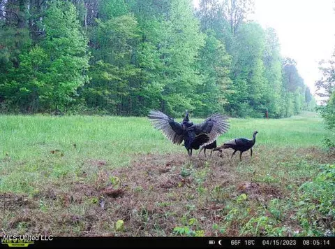 1 Cr 4137, Sallis, MS 39160 photo 18
