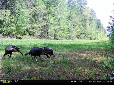 1 Cr 4137, Sallis, MS 39160 photo 16