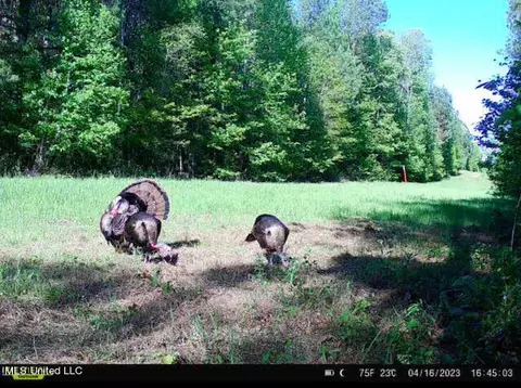 1 Cr 4137, Sallis, MS 39160 photo 19
