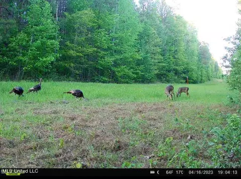1 Cr 4137, Sallis, MS 39160 photo 22