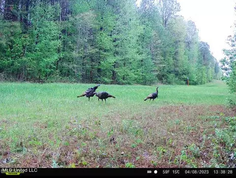 1 Cr 4137, Sallis, MS 39160 photo 15