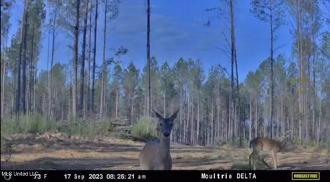 1 Cr 4137, Sallis, MS 39160 photo 25