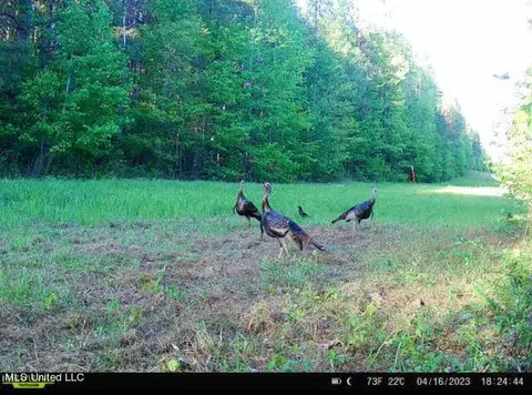 1 Cr 4137, Sallis, MS 39160 photo 21