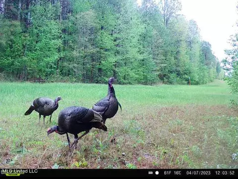 1 Cr 4137, Sallis, MS 39160 photo 13