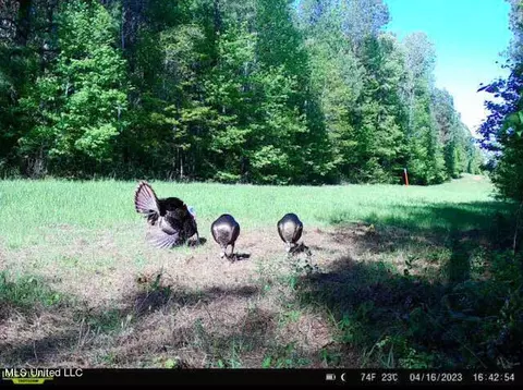1 Cr 4137, Sallis, MS 39160 photo 20