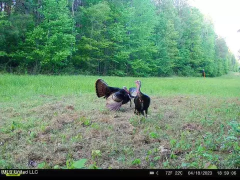 1 Cr 4137, Sallis, MS 39160 photo 23