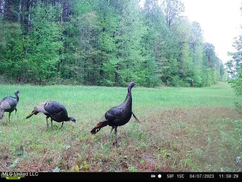 1 Cr 4137, Sallis, MS 39160 photo 14