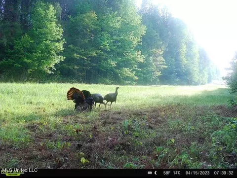 1 Cr 4137, Sallis, MS 39160 photo 17