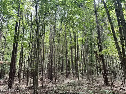 169 Henry Sample Rd, Lena, MS 39094 photo 4