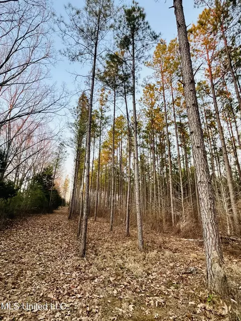947 Old Robinson Rd, Carthage, MS 39051 photo 45